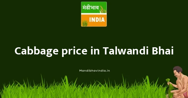 Cabbage price